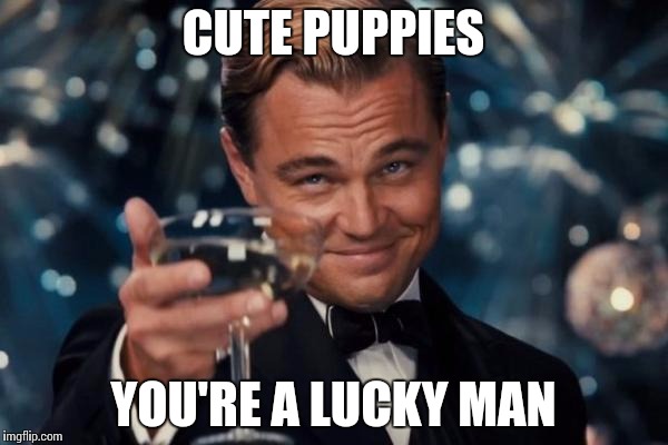 Leonardo Dicaprio Cheers Meme | CUTE PUPPIES YOU'RE A LUCKY MAN | image tagged in memes,leonardo dicaprio cheers | made w/ Imgflip meme maker