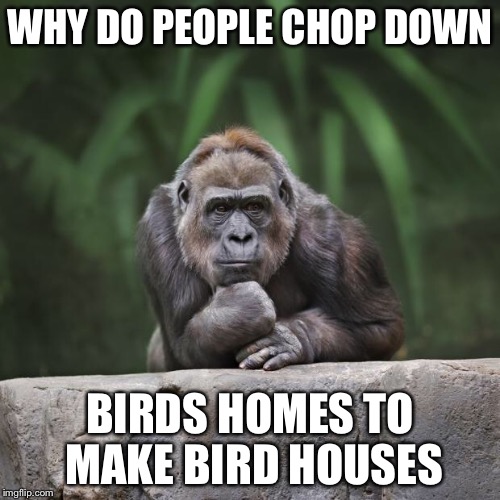 Thinking gorilla | WHY DO PEOPLE CHOP DOWN; BIRDS HOMES TO MAKE BIRD HOUSES | image tagged in thinking gorilla | made w/ Imgflip meme maker