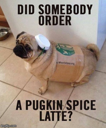 DID SOMEONE ORDER; A PUGKIN SPICE LATTE? | image tagged in memes,pugs | made w/ Imgflip meme maker