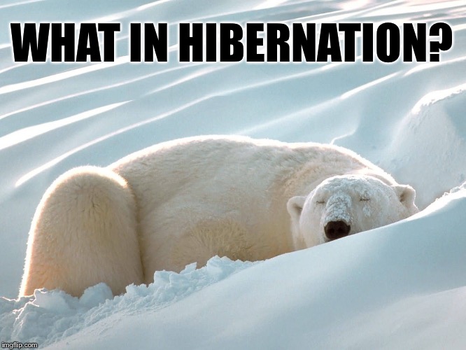 WHAT IN HIBERNATION? | image tagged in what in tarnation | made w/ Imgflip meme maker