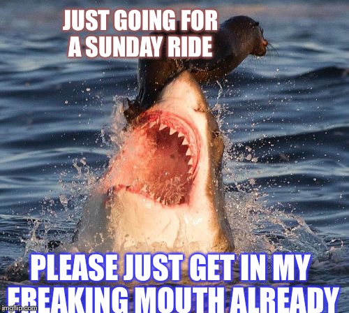 Travelonshark | JUST GOING FOR A SUNDAY RIDE; PLEASE JUST GET IN MY FREAKING MOUTH ALREADY | image tagged in memes,travelonshark | made w/ Imgflip meme maker