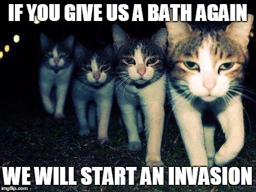Wrong Neighboorhood Cats | IF YOU GIVE US A BATH AGAIN; WE WILL START AN INVASION | image tagged in memes,wrong neighboorhood cats | made w/ Imgflip meme maker