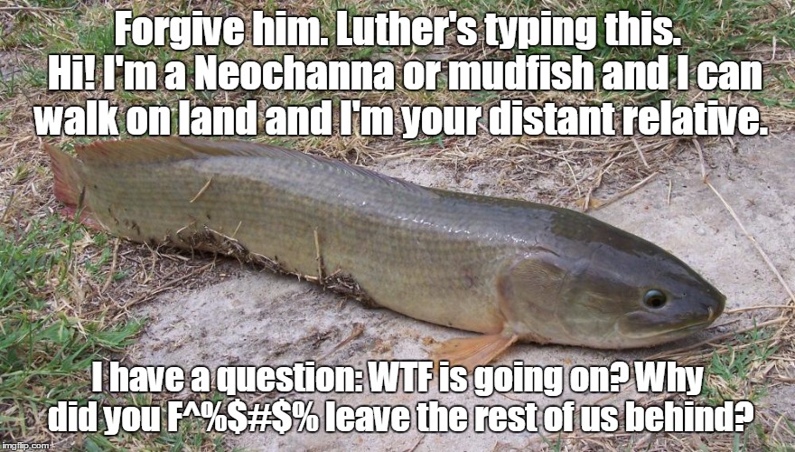 Luther...calm down. | Forgive him. Luther's typing this.  Hi! I'm a Neochanna or mudfish and I can walk on land and I'm your distant relative. I have a question: WTF is going on? Why did you F^%$#$% leave the rest of us behind? | image tagged in evolution | made w/ Imgflip meme maker