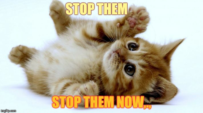 STOP THEM STOP THEM NOW,., | made w/ Imgflip meme maker