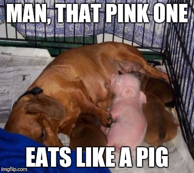 MAN, THAT PINK ONE; EATS LIKE A PIG | image tagged in this little piggie had dog teat,memes,adoption | made w/ Imgflip meme maker