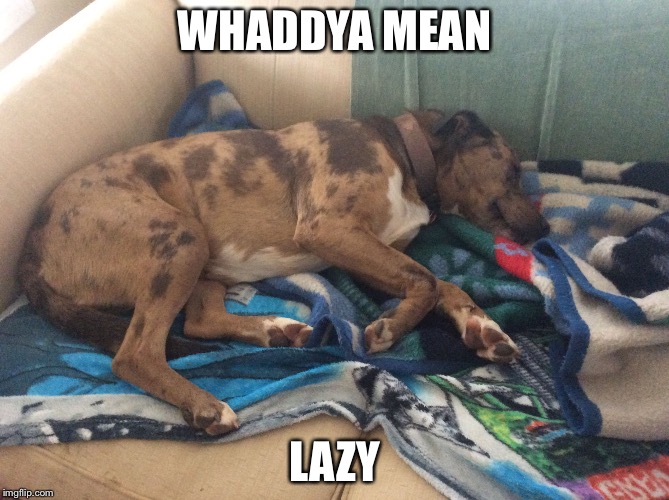 WHADDYA MEAN; LAZY | image tagged in lazy doggo | made w/ Imgflip meme maker