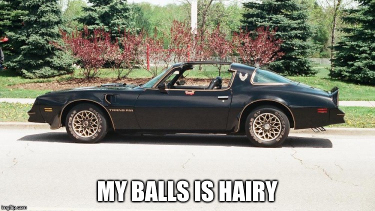 77 Trans Am | MY BALLS IS HAIRY | image tagged in 77 trans am | made w/ Imgflip meme maker