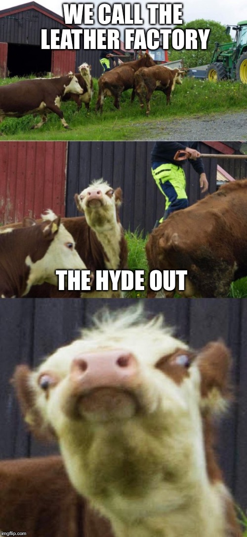 Bad pun cow  | WE CALL THE LEATHER FACTORY; THE HYDE OUT | image tagged in bad pun cow,memes | made w/ Imgflip meme maker