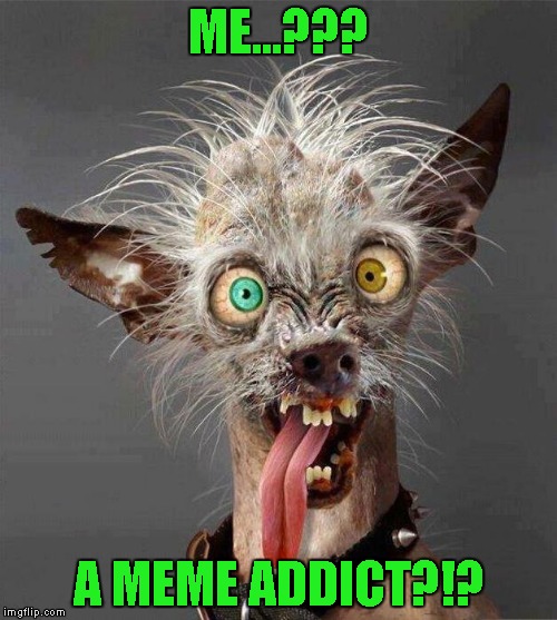 The thought may have crossed my mind once or twice... | ME...??? A MEME ADDICT?!? | image tagged in ugly dog 20,memes,imgflip,funny,meme addiction,dogs | made w/ Imgflip meme maker
