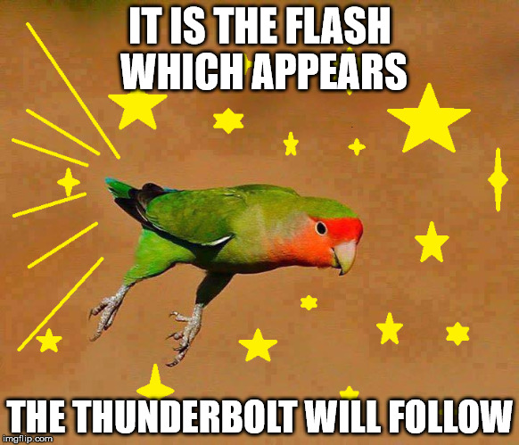 the flash | IT IS THE FLASH WHICH APPEARS; THE THUNDERBOLT WILL FOLLOW | image tagged in the flash,birds,birb,speed | made w/ Imgflip meme maker