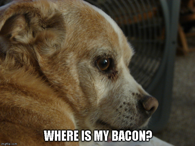 Shane  leave me alone  | WHERE IS MY BACON? | image tagged in shane  leave me alone | made w/ Imgflip meme maker