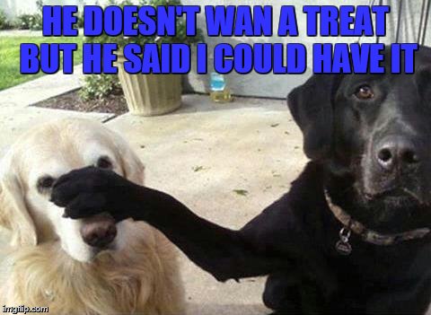 Dogs | HE DOESN'T WAN A TREAT BUT HE SAID I COULD HAVE IT | image tagged in dogs | made w/ Imgflip meme maker