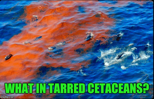 Tragic | WHAT IN TARRED CETACEANS? | image tagged in what in tarnation | made w/ Imgflip meme maker