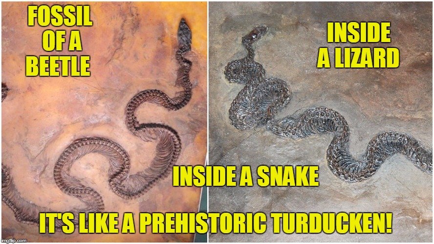 Prehistoric Turducken | FOSSIL OF A BEETLE; INSIDE A LIZARD; INSIDE A SNAKE; IT'S LIKE A PREHISTORIC TURDUCKEN! | image tagged in prehistoric turducken,turducken,snakes,puns | made w/ Imgflip meme maker