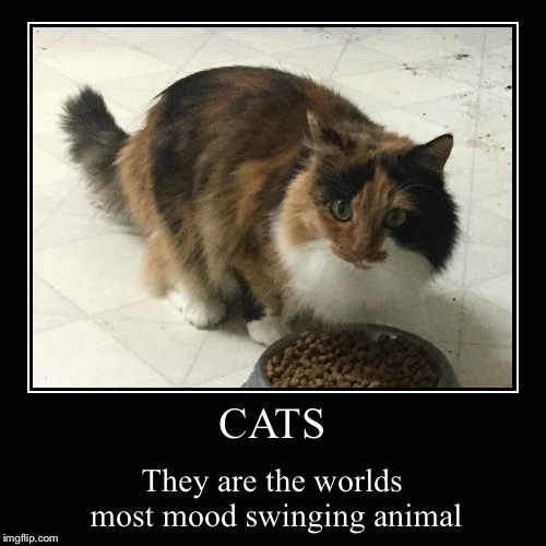 Cats | image tagged in funny,demotivationals | made w/ Imgflip demotivational maker