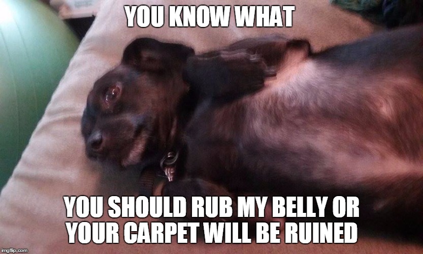 Holly IV | YOU KNOW WHAT; YOU SHOULD RUB MY BELLY OR YOUR CARPET WILL BE RUINED | image tagged in holly iv | made w/ Imgflip meme maker