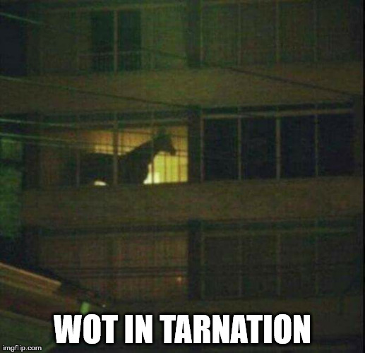 Wot in tarnation | WOT IN TARNATION | image tagged in wot in tarnation | made w/ Imgflip meme maker