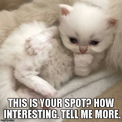 Why Sheldon Cooper will never own a cat.. | THIS IS YOUR SPOT? HOW INTERESTING. TELL ME MORE. | image tagged in kitten interested in what you're saying,memes | made w/ Imgflip meme maker