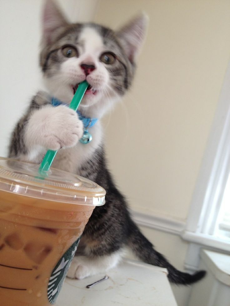 High Quality kitten with starbucks iced latte Blank Meme Template