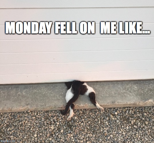 Monday Fell on Me Like... | MONDAY FELL ON  ME LIKE... | image tagged in monday,mondays,cat,cats,bad day,having a bad day | made w/ Imgflip meme maker
