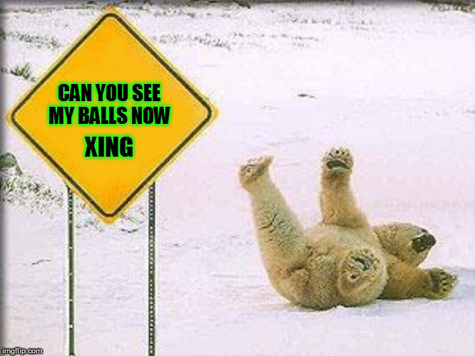huevos | CAN YOU SEE MY BALLS NOW; XING | image tagged in polar bear,bear,balls,testicles,sign,animal crossing | made w/ Imgflip meme maker