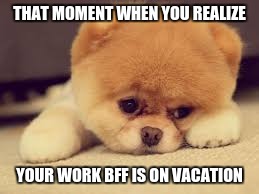 The Moment when you realize | THAT MOMENT WHEN YOU REALIZE; YOUR WORK BFF IS ON VACATION | image tagged in funny dogs | made w/ Imgflip meme maker