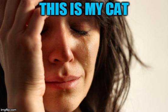 First World Problems Meme | THIS IS MY CAT | image tagged in memes,first world problems | made w/ Imgflip meme maker