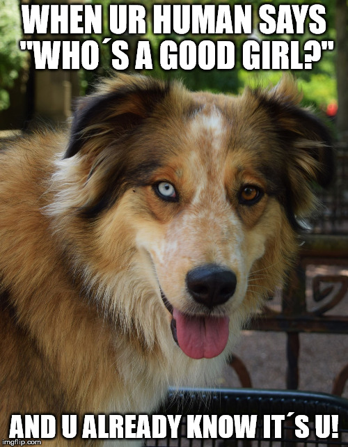 WHEN UR HUMAN SAYS "WHO´S A GOOD GIRL?"; AND U ALREADY KNOW IT´S U! | image tagged in dog,girl | made w/ Imgflip meme maker