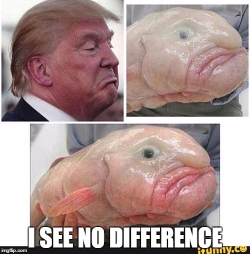 no difference | I SEE NO DIFFERENCE | image tagged in funny | made w/ Imgflip meme maker