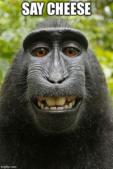 monkey selfie | SAY CHEESE | image tagged in monkey selfie | made w/ Imgflip meme maker