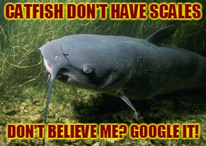 catfish | CATFISH DON'T HAVE SCALES DON'T BELIEVE ME? GOOGLE IT! | image tagged in catfish | made w/ Imgflip meme maker