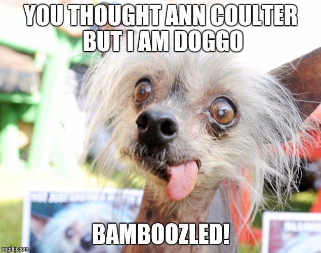 YOU THOUGHT ANN COULTER BUT I AM DOGGO; BAMBOOZLED! | image tagged in doggo,ann coulter,ugly,memes | made w/ Imgflip meme maker