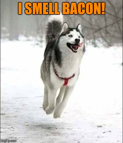 Excited dog | I SMELL BACON! | image tagged in memes | made w/ Imgflip meme maker