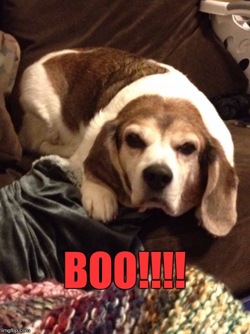 Grumpy Beagle  | BOO!!!! | image tagged in grumpy beagle | made w/ Imgflip meme maker