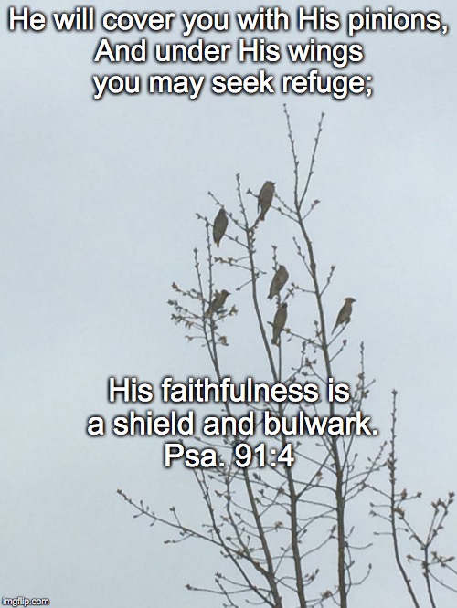 He will cover you with His pinions, And under His wings you may seek refuge;; His faithfulness is a shield and bulwark. Psa. 91:4 | image tagged in cover | made w/ Imgflip meme maker