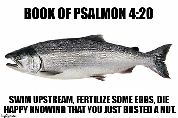 Book of Psalmon | BOOK OF PSALMON 4:20; SWIM UPSTREAM, FERTILIZE SOME EGGS, DIE HAPPY KNOWING THAT YOU JUST BUSTED A NUT. | image tagged in salmon,book of psalmon,memes,funny memes,funny because it's true,bust a nut | made w/ Imgflip meme maker