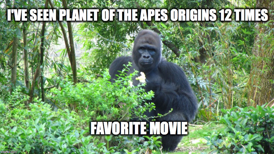 Troll gorilla origins | I'VE SEEN PLANET OF THE APES ORIGINS 12 TIMES; FAVORITE MOVIE | image tagged in troll gorilla | made w/ Imgflip meme maker
