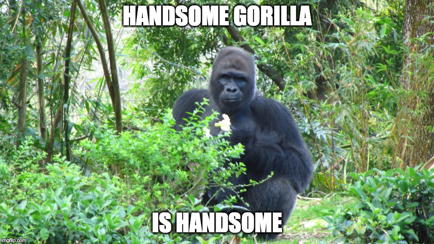 Troll Gorilla  | HANDSOME GORILLA; IS HANDSOME | image tagged in troll gorilla | made w/ Imgflip meme maker