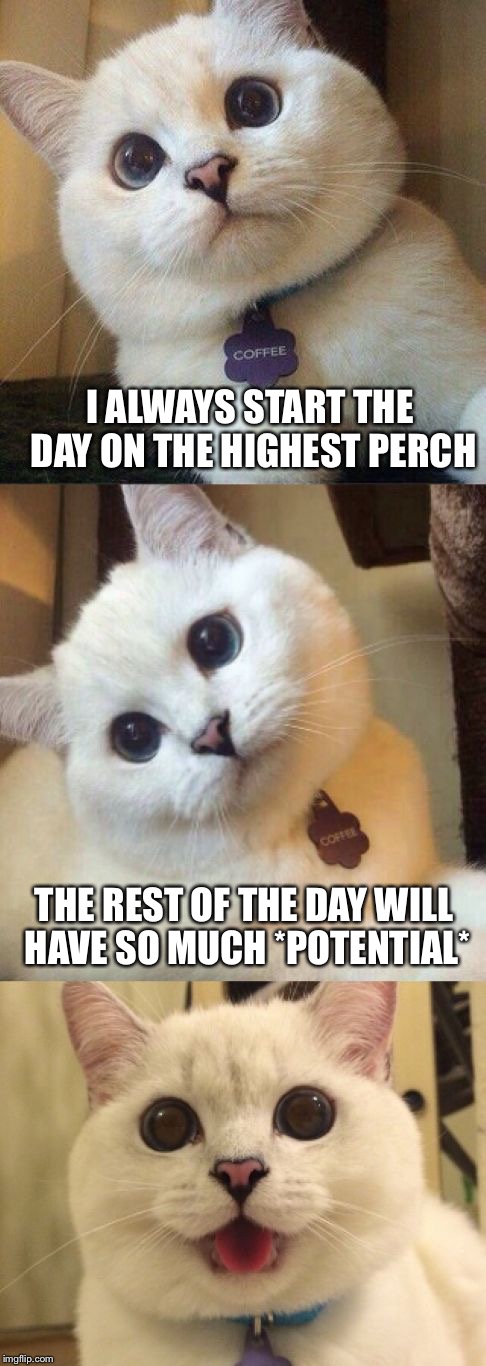 Bad Pun Energy Cat | I ALWAYS START THE DAY ON THE HIGHEST PERCH; THE REST OF THE DAY WILL HAVE SO MUCH *POTENTIAL* | image tagged in bad pun cat,memes | made w/ Imgflip meme maker