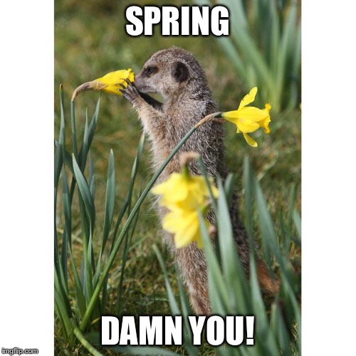 meerkat spring | SPRING; DAMN YOU! | image tagged in meerkat spring | made w/ Imgflip meme maker