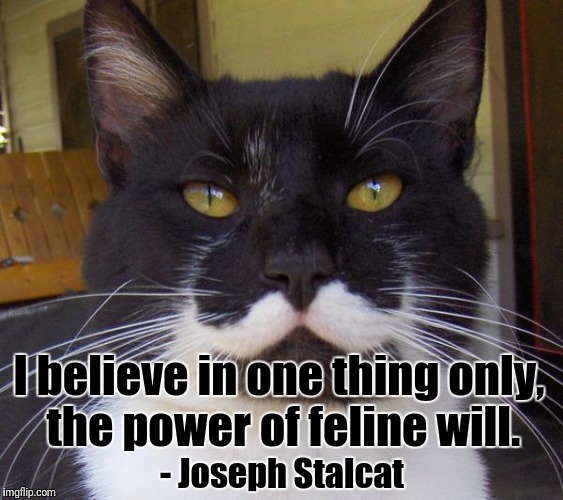 Stalin cat | I believe in one thing only, the power of feline will. - Joseph Stalcat | image tagged in stalin cat | made w/ Imgflip meme maker