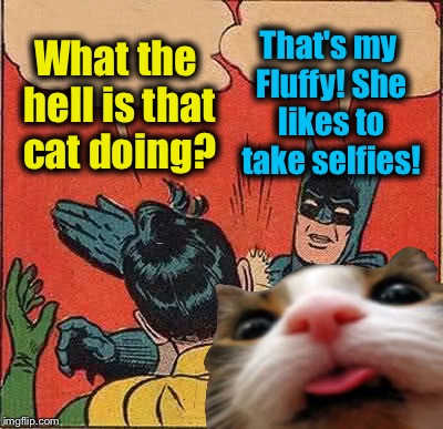 Batman Slapping Robin | What the hell is that cat doing? That's my Fluffy! She likes to take selfies! | image tagged in memes,batman slapping robin,evilmandoevil,funny,selfies | made w/ Imgflip meme maker