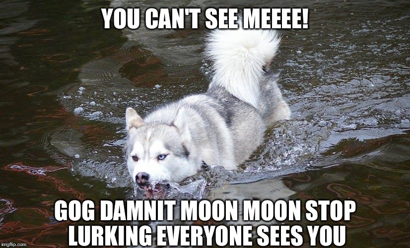 Moon Moon lurking | YOU CAN'T SEE MEEEE! GOG DAMNIT MOON MOON STOP LURKING EVERYONE SEES YOU | image tagged in moon moon river | made w/ Imgflip meme maker