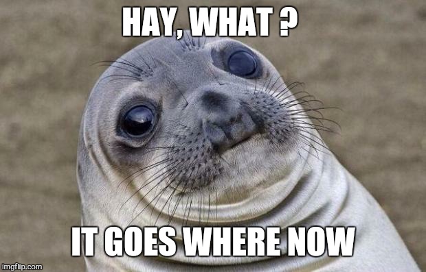               Soooooo....its not a hat?  | HAY, WHAT ? IT GOES WHERE NOW | image tagged in memes,awkward moment sealion,hat | made w/ Imgflip meme maker