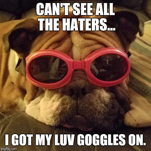 It's a ruff life. | CAN'T SEE ALL THE HATERS... I GOT MY LUV GOGGLES ON. | image tagged in bulldogs | made w/ Imgflip meme maker