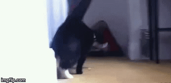 Sup. | image tagged in gifs,funny,lolcats | made w/ Imgflip video-to-gif maker