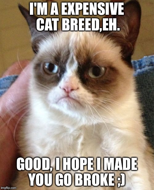 Grumpy Cat Meme | I'M A EXPENSIVE CAT BREED,EH. GOOD, I HOPE I MADE YOU GO BROKE ;) | image tagged in memes,grumpy cat | made w/ Imgflip meme maker
