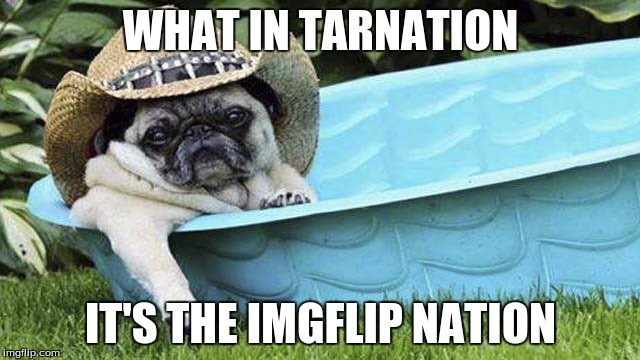 pug what in tarnation |  WHAT IN TARNATION; IT'S THE IMGFLIP NATION | image tagged in pug what in tarnation | made w/ Imgflip meme maker