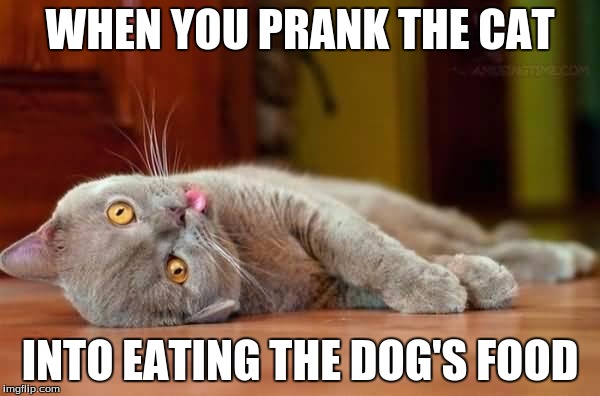 Dead cat | WHEN YOU PRANK THE CAT; INTO EATING THE DOG'S FOOD | image tagged in dead cat | made w/ Imgflip meme maker