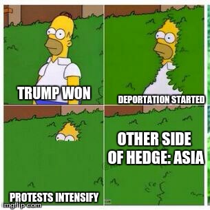 Homer hides | TRUMP WON; DEPORTATION STARTED; OTHER SIDE OF HEDGE:
ASIA; PROTESTS INTENSIFY | image tagged in homer hides | made w/ Imgflip meme maker